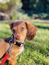 First name *required last name *required email *required phone your message *required. Buellton Veterinary Clinic 13 Photos 25 Reviews Pet Sitting 914 W Hwy 246 Buellton Ca United States Phone Number