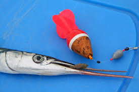 Der Beisser Der Angler Raubfische Ringelwurmer