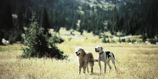 Pets are homeward bound in latest uchitama?! Review Flow Into Film
