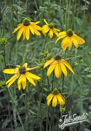 Image result for Rudbeckia laciniata
