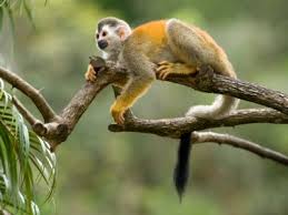 Check spelling or type a new query. Learn All About The Monkeys Of Costa Rica Javi S Travel Blog Go Visit Costa Rica