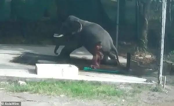 Video: Indian mahout crushed to death by elephant | Khaleej Times