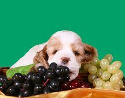 Using the raising toxicity calculator, an 18lb dog has a toxic dose of 19 raisins and 30 grapes. Can Dogs Eat Grapes And Raisins Safely Dog Carion