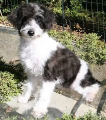 If you're interested in buying a puppy. Schnoodle Puppies For Sale Nc