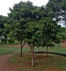 Image result for Mimusops