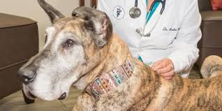 Urgent care near me st petersburg tyrone fl located at 2241 66th st n, st. Companion Animal Services Lodi Veterinary Care