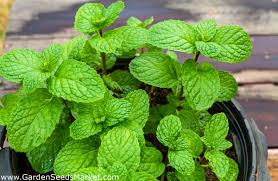 Setengan paprika merah, yang dipotong dadu. Home Garden Apel Mint Untuk Budidaya Dalam Ruangan Dan Balkon Mint Nanas Mint Wol Daun Mint Bulat Mentha Rotundifolia Biji Garden Seeds Market Bebas Biaya Kirim