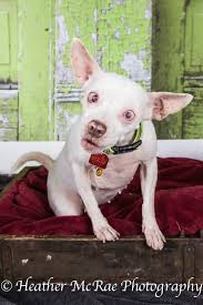 My Local Dog Rescue Just Posted This Dog For Adoption Dog Memes Rescue Dogs Dog Adoption