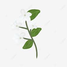 Beautiful Jasmine With Green Leaves Jasmine Flower White Png Transparent Clipart Image And Psd File For Free Download In 2021 Jasmine Flower Flowers Leaf Background