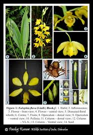 Image result for Eulophia sp. nov.