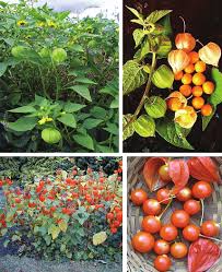 Image result for Physalis peruviana