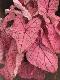Caladium Spring Fling Caladium Hybrid Plants Plant Aesthetic Pretty Plants