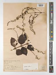 Image result for Nesogenaceae