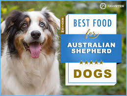 best dog food for australian shepherds 6 best foods to feed