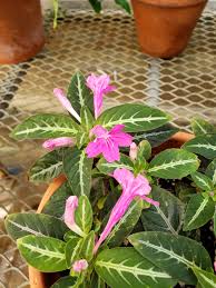 Image result for Ruellia makoyana