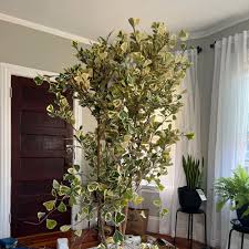 Image result for Ficus triangularis