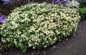 Rhododendron Hanceanum Princess Anne Fliedertraum