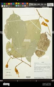 Image result for Clematis dolichopoda