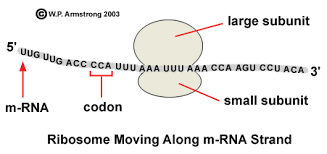 Check spelling or type a new query. Lab Manual Exercise 1a