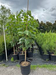 Image result for Catalpa