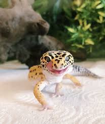 Little Gecko Pet Lizards Cute Reptiles Cute Gecko