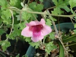 Image result for Pedaliaceae