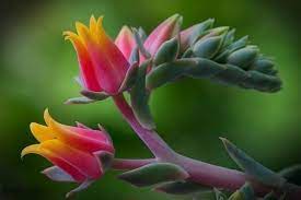 Download and use 60,000+ flowers stock photos for free. New Flower Wallpapers Attractive Flower Hd Wallpapers Beautiful Flowers Wallpapers Beautiful Flowers Photos Beautiful Flowers Hd Wallpapers