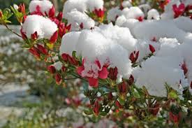 The liangshan yi autonomous prefecture in sichuan province is famous for the azalea flowers that bloom on the. Winter Care Of Azaleas Preparing Azalea Shrubs For Winter