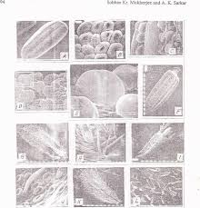 Image result for Bothriocline laxa