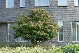 Image result for Clerodendrum ternatum