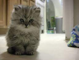 Top 3 Most Adorable And Cutest Cat Breeds Cats Breeds Types Cat Breeds Cute Cat Breeds Cute Cats And Dogs