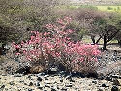 Image result for Synadenium pereskiifolium