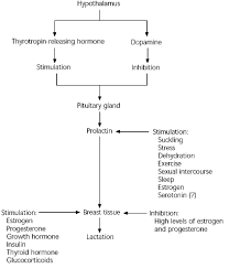 Evaluation And Treatment Of Galactorrhea American Family