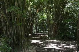 Le Jardin Botanique De Pamplemousses Ile Maurice Pour Vous Faire Connaitre Referencer Votre Site Ou Blog Sur Internet Avec Images Bambous Jardin Jardin Botanique Jardins