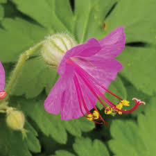 Image result for Chlorophytum macrorrhizum