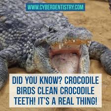 Bird Cleaning Crocodile Teeth The Truth Is Birds Do The Cleaning For The Crocodile One Gets Food While The Other Gets A Good Teeth Cleaning Sc Dental Fun Facts Dental Fun Dental Facts