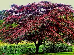 Image result for Albizia