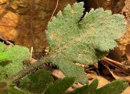 Image result for Calceolaria tripartita