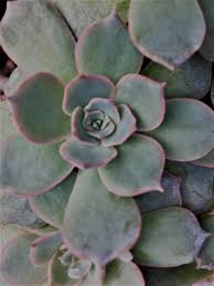 Image result for Senecio subsessilis