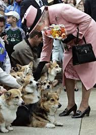 pin on welsh corgis