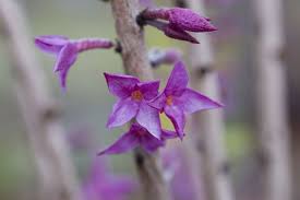 Image result for Daphne mezereum