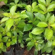 Salah satunya adalah daun dari tanaman keji beling atau pecah beling. Daun Keji Beling Daun Herbal Pecah Beling Shopee Indonesia