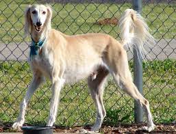 Saluki Dog Breed Information Saluki Dogs Dog Breeds Dog Pictures