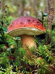 Boletus Edulis Pilze Geniessbare Pilze Pilze Selber Zuchten