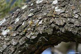 Image result for Peltophorum africanum