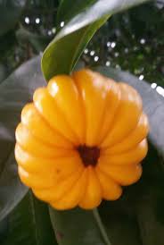 Benefits of asam gelugur (garcinia atroviridis) tea as a. Warisan Petani Asam Gelugur