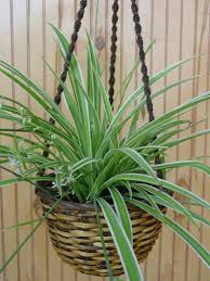 Image result for Chlorophytum filipendulum