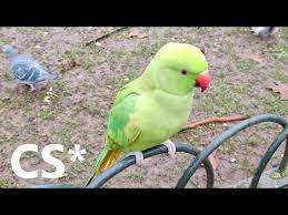 St james park london parrots. London S Feral Parrots In St James Park Youtube