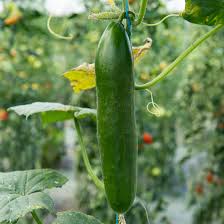 Image result for Cucumis humifructus