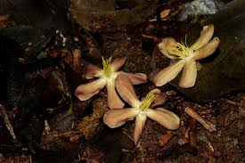 Image result for Pleioceras